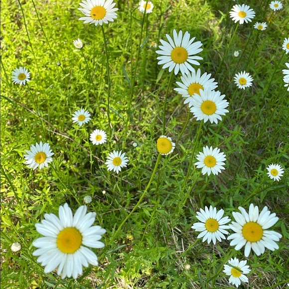 Meet your Posher, Mary - Picture 7 of 11